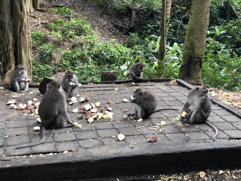 Macaques at the Monkey Forest Sanctuary