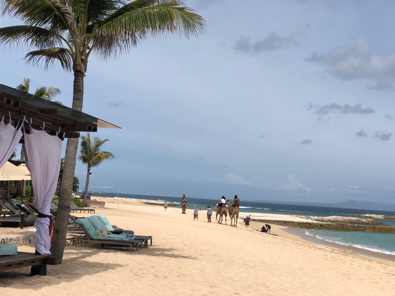 Camels walking along Sawangan Beach at the Ritz-Carlton Bali