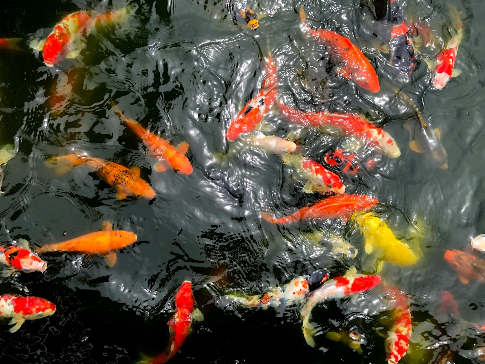 Colourful koi fish in the resort's pond